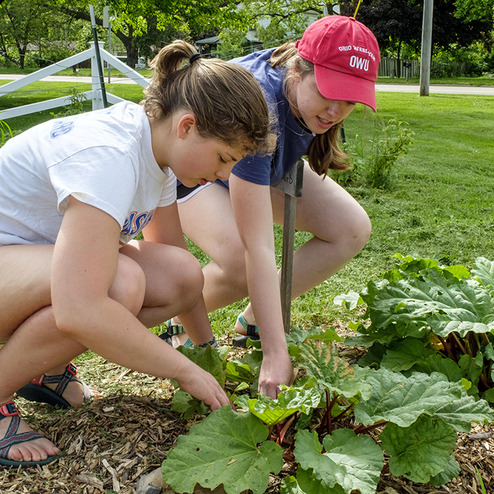 Two students kneeling down picking rhubarb