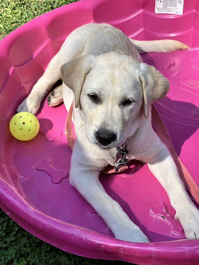 Deb and Paul Guenette's new puppy