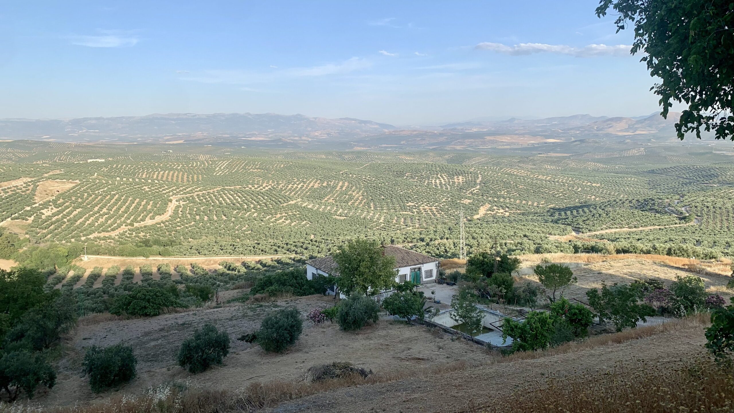 view of a fertile field in Ubeda, Spain, showcasing lush green crops