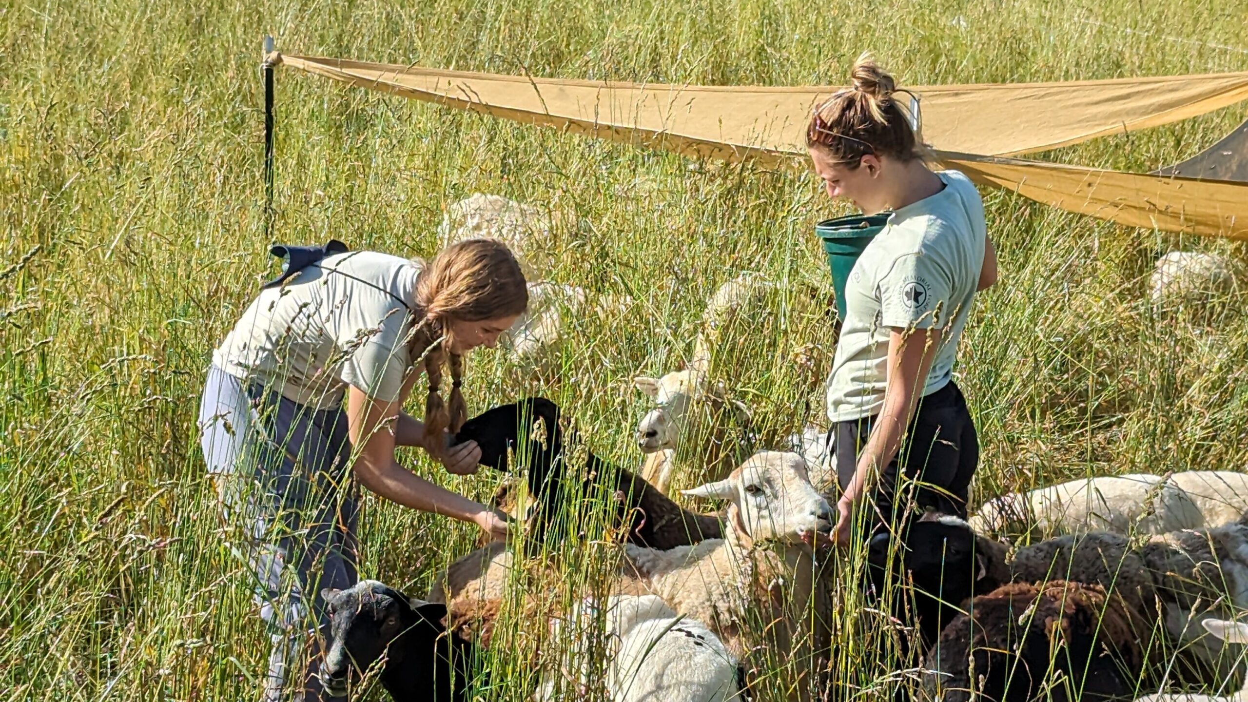 Two Kalamazoo College students, Ava Loncharte '25 and another, feeding sheep in a field.